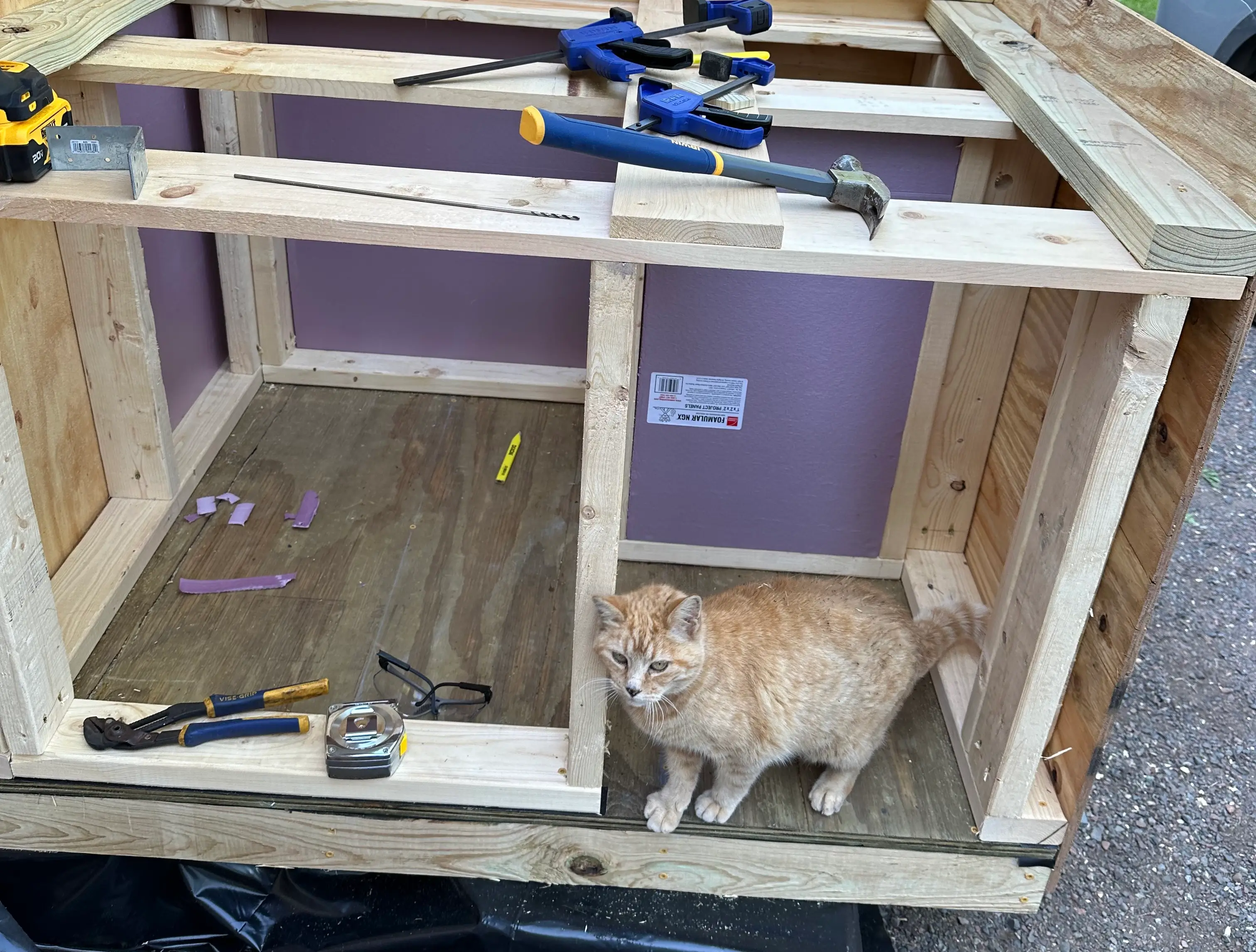 Cat exploring a Smart Paw Home shelter during construction